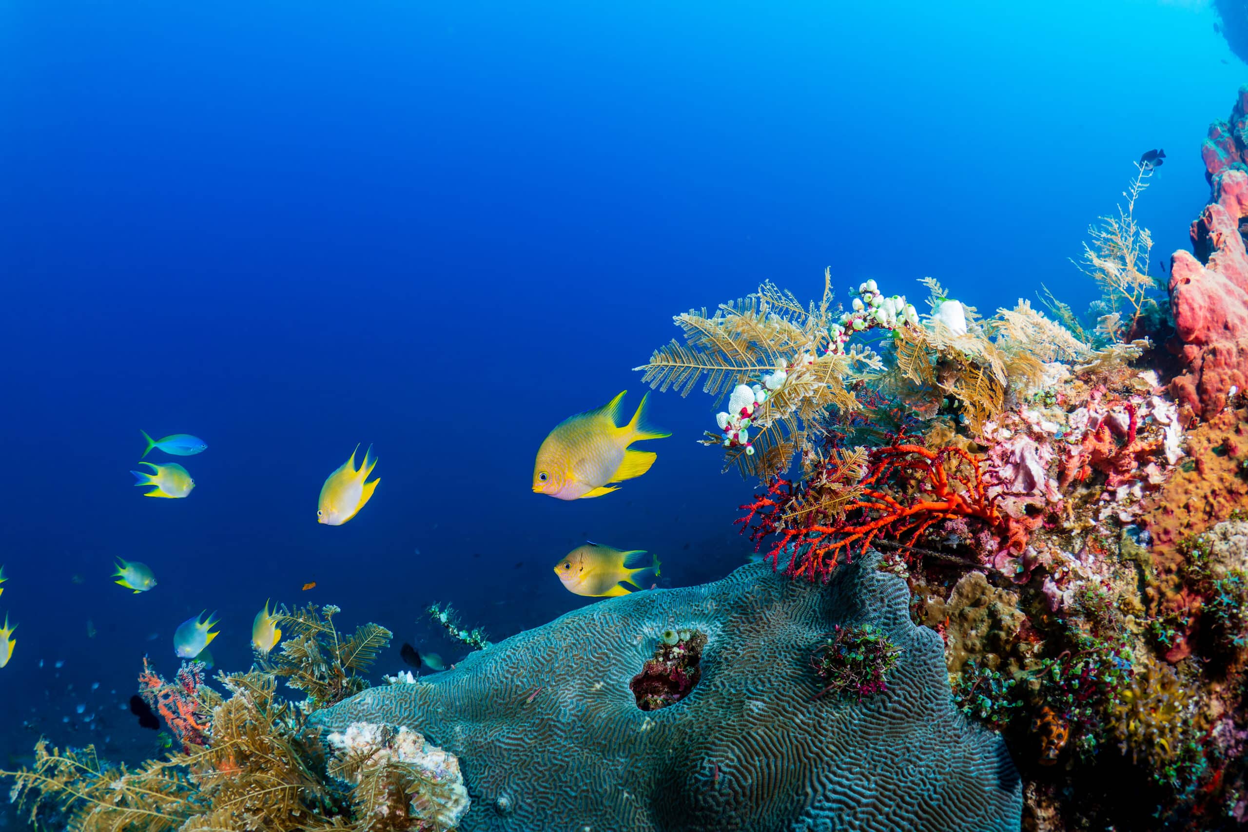 Colorful tropical fish