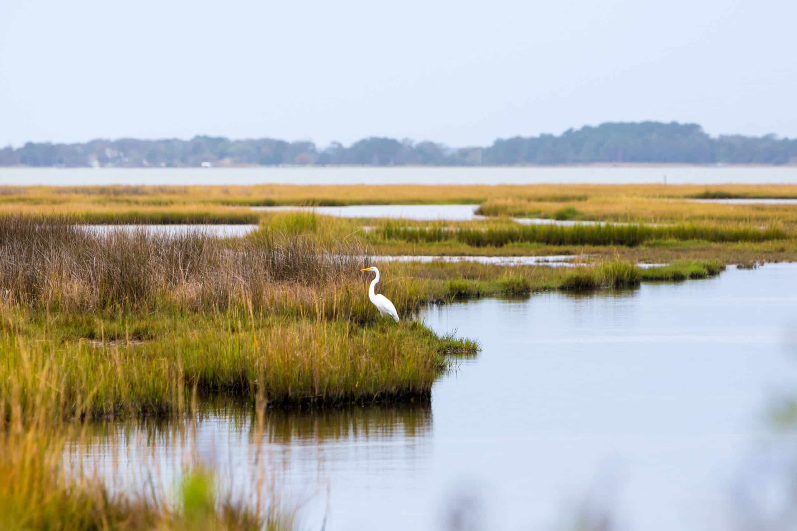 A Great Egret (Ardea alba) foraging in salt marsh wetlands at Assateague Island National Seashore, Maryland