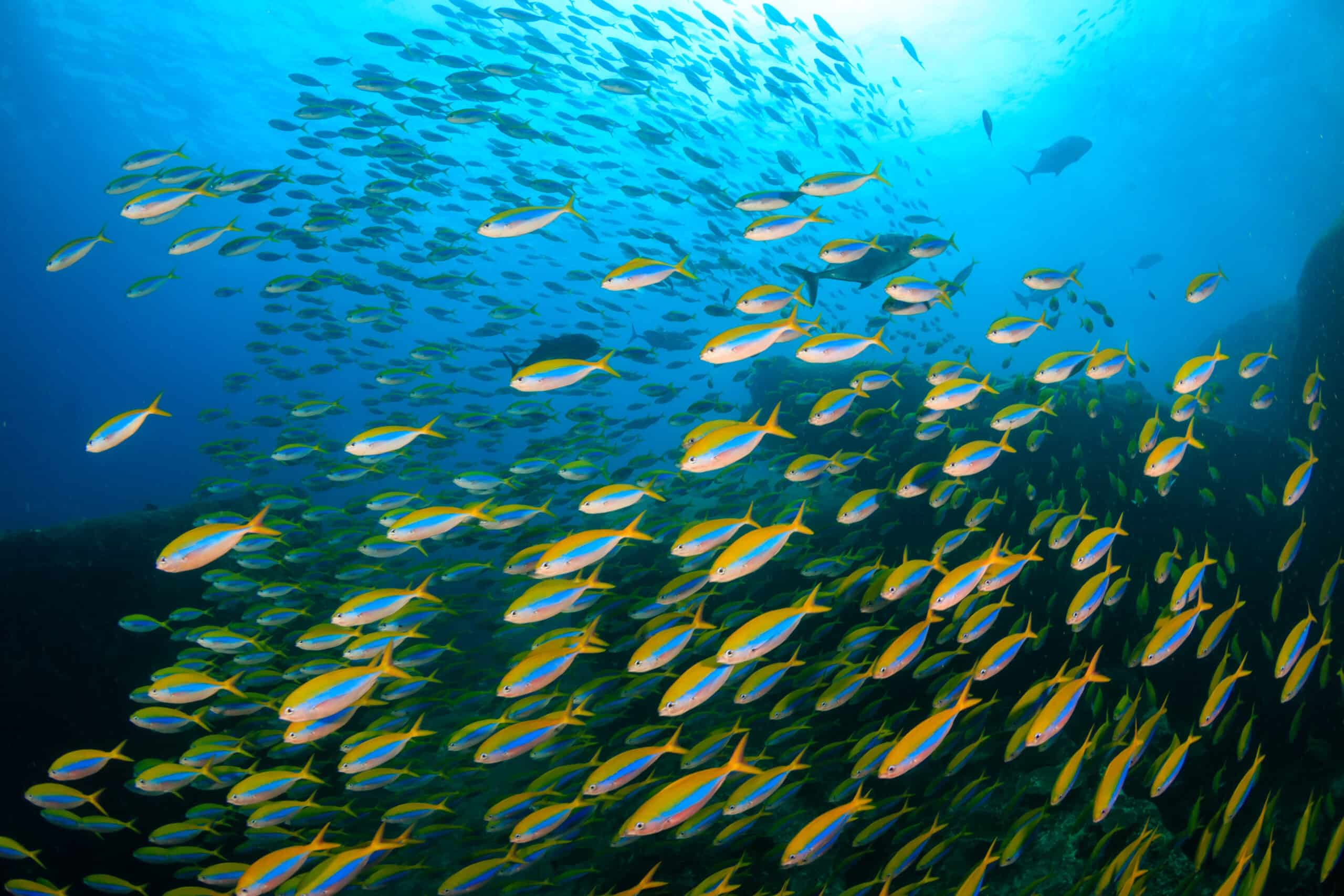 A large school of colorful Fusilier fish on a coral reef