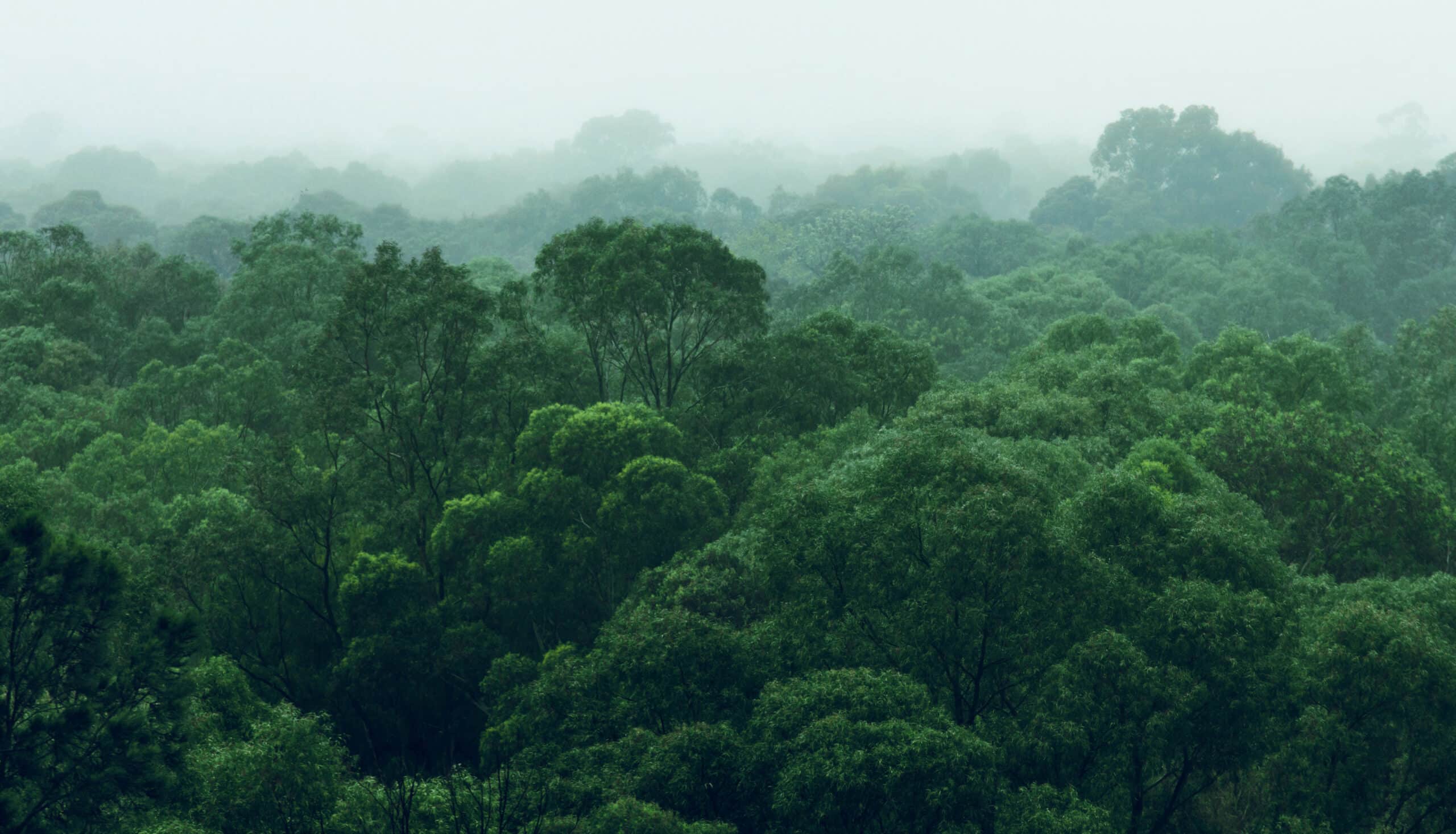 Rainforest
