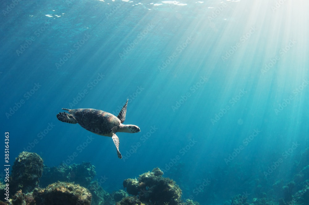 sea trutle