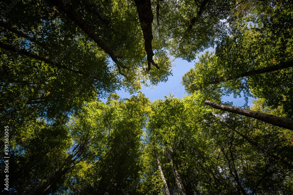 forest