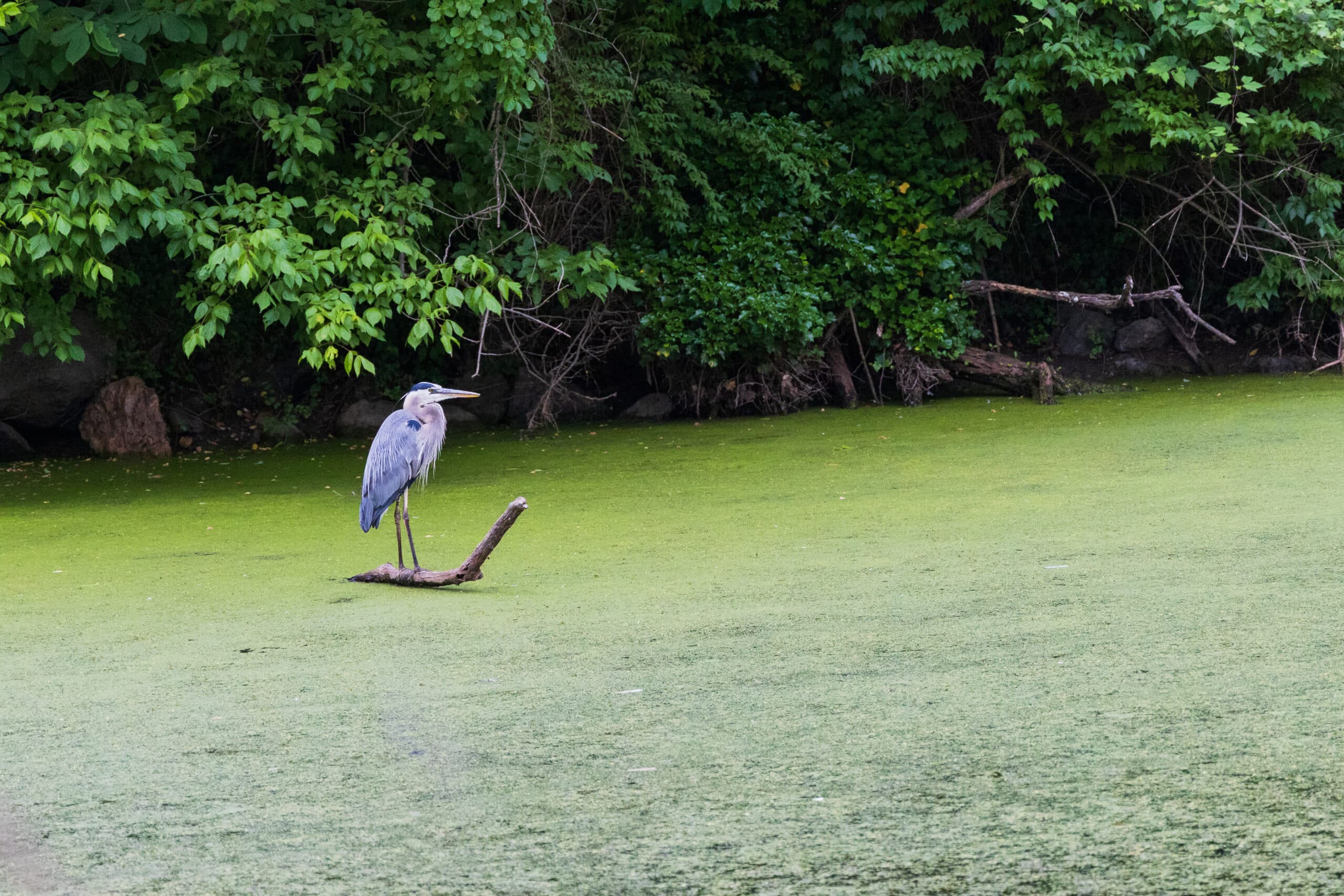 bird