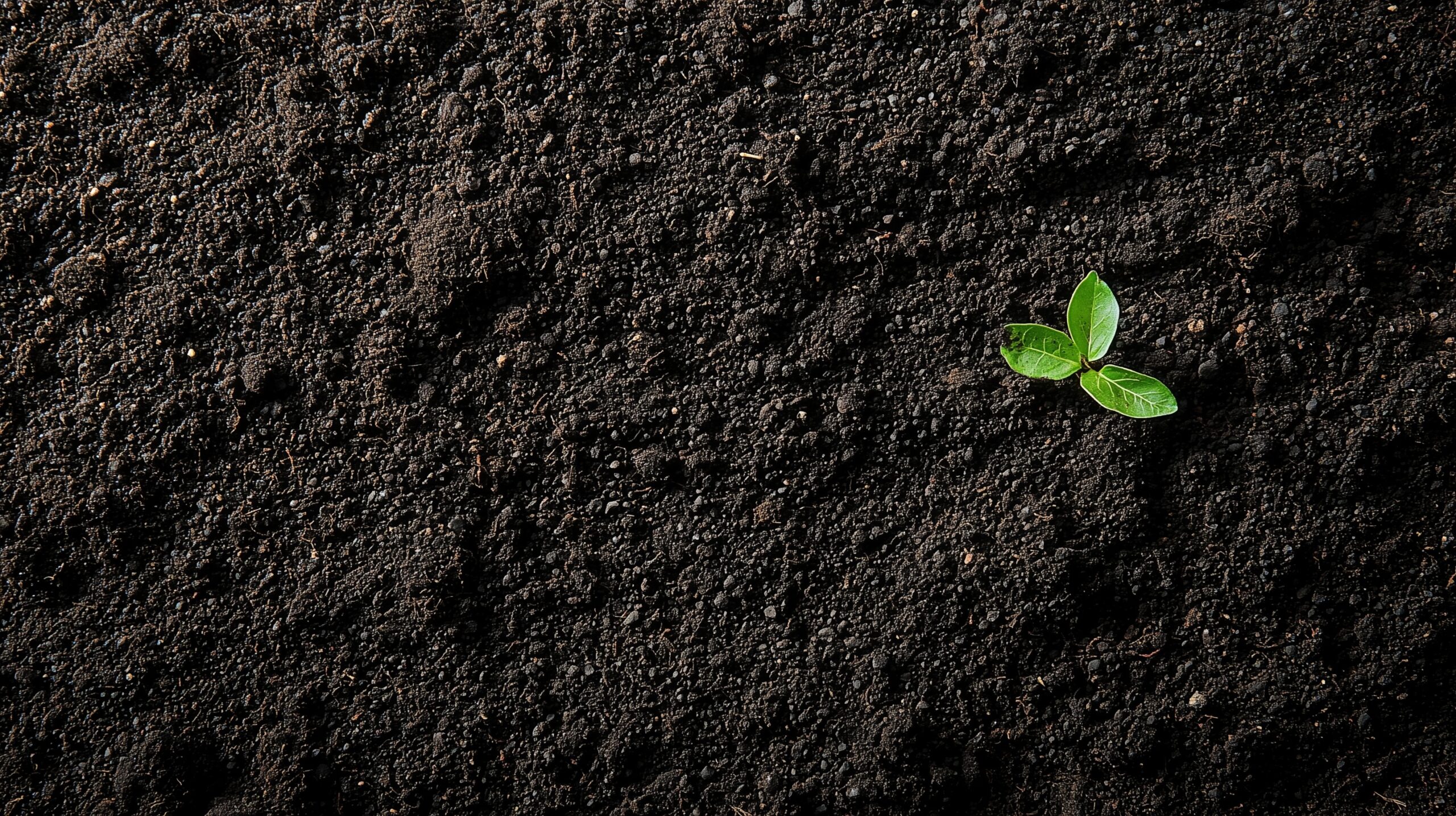 Biochar texture with green plant sprout, symbolizing soil health and sustainable agriculture.